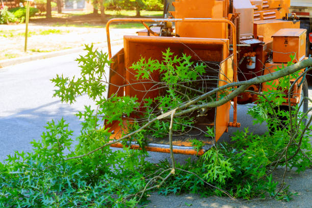 Best Artificial Turf Installation  in Horton, KS